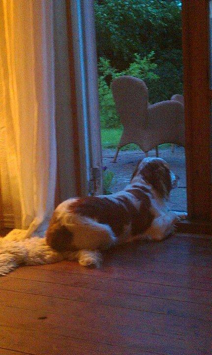 Welsh springer spaniel Flicka † billede 19