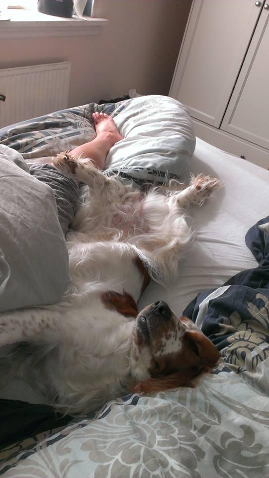 Welsh springer spaniel Flicka † - Velkommen til Flicka's profil. :o)<3

Taget d.26-06-13 billede 1