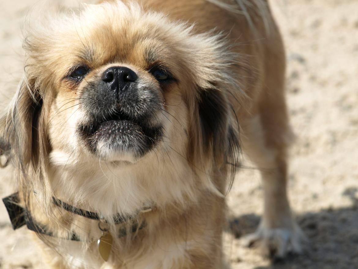 Tibetansk spaniel Zavanna *Kri Kris Pelumt* - vuf siger Zavanna <3 billede 1