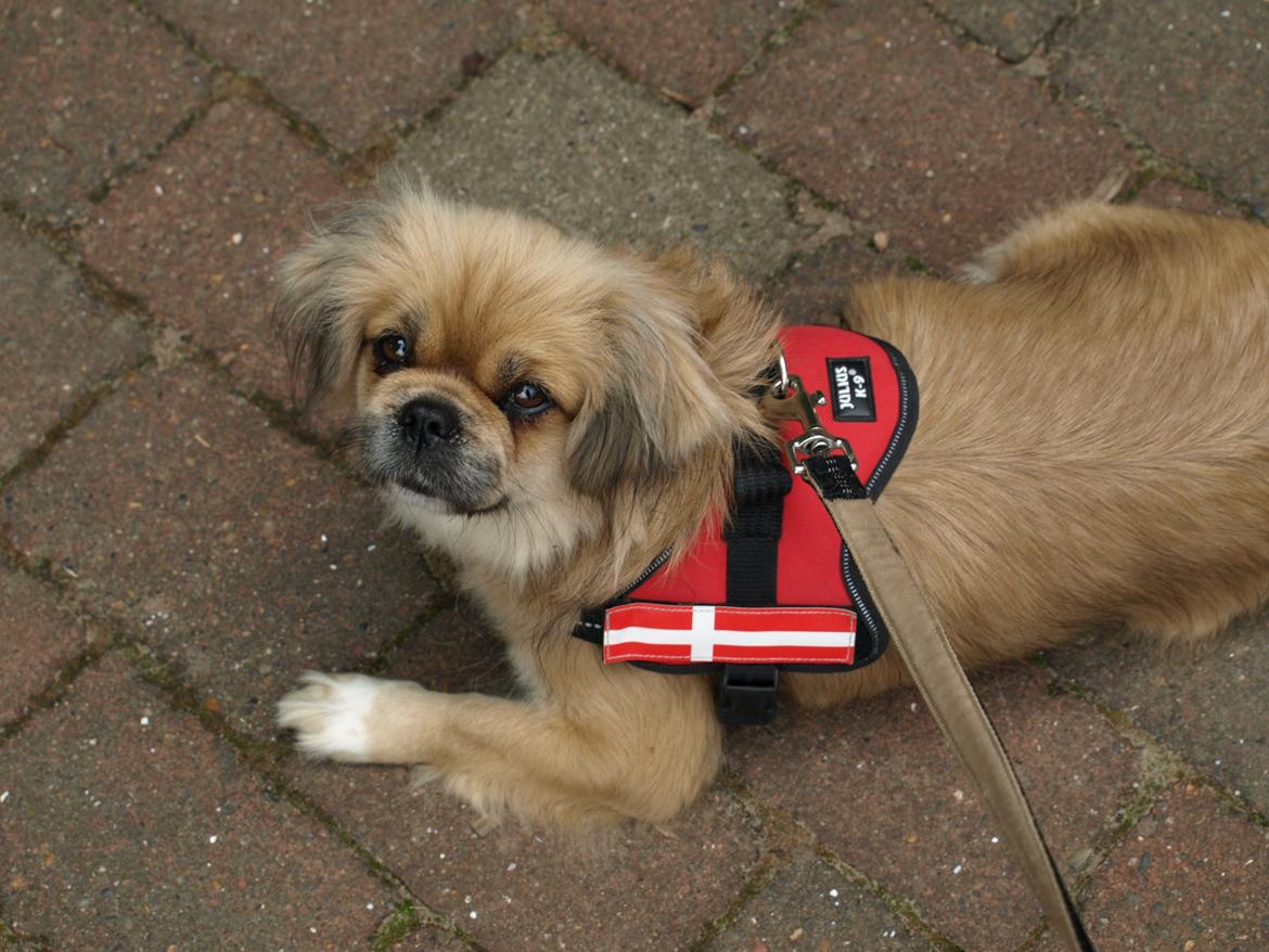 Tibetansk spaniel Zavanna *Kri Kris Pelumt* billede 7