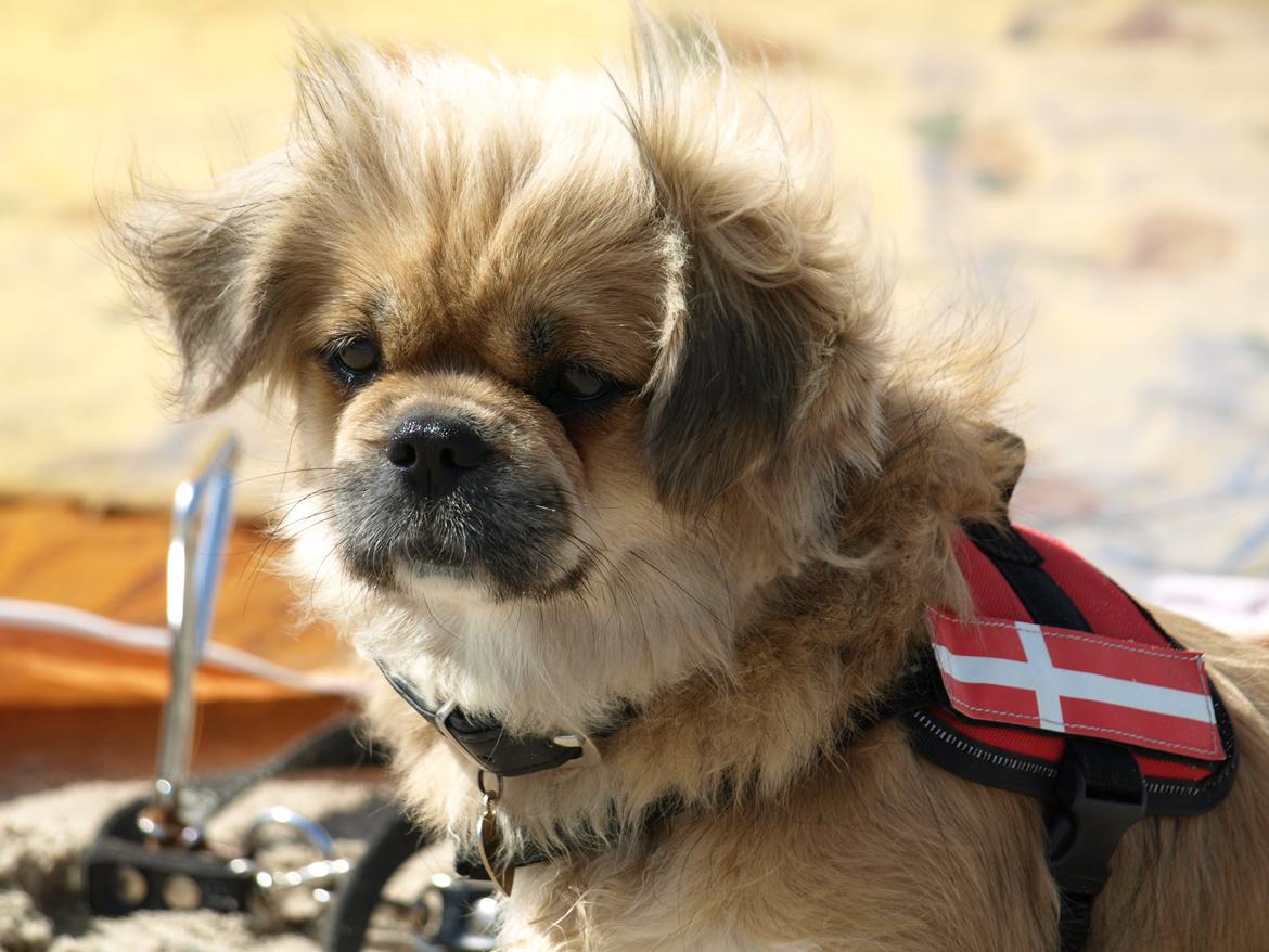 Tibetansk spaniel Zavanna *Kri Kris Pelumt* billede 4