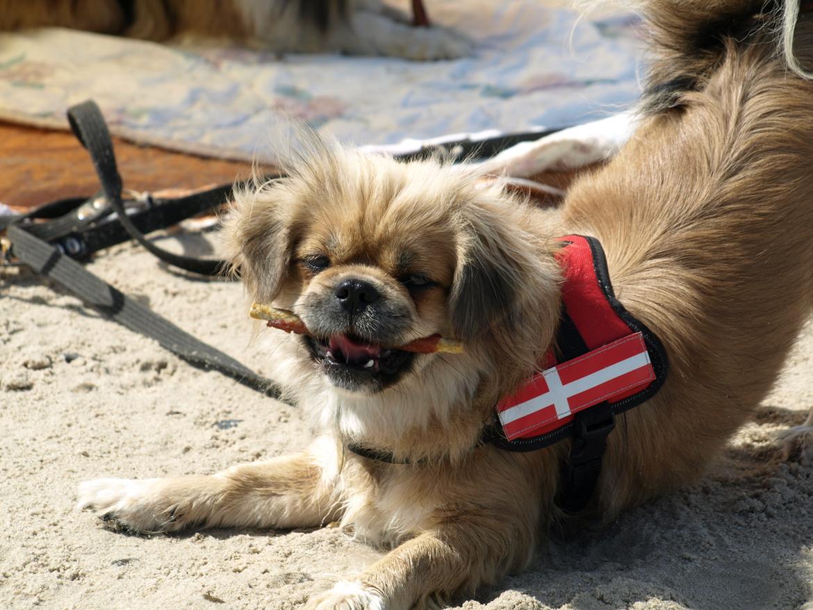 Tibetansk spaniel Zavanna *Kri Kris Pelumt* billede 3