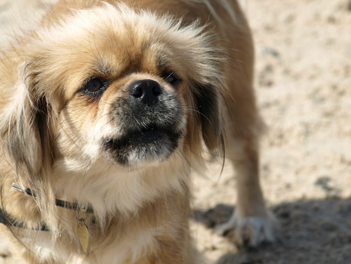 Tibetansk spaniel Zavanna *Kri Kris Pelumt* billede 22