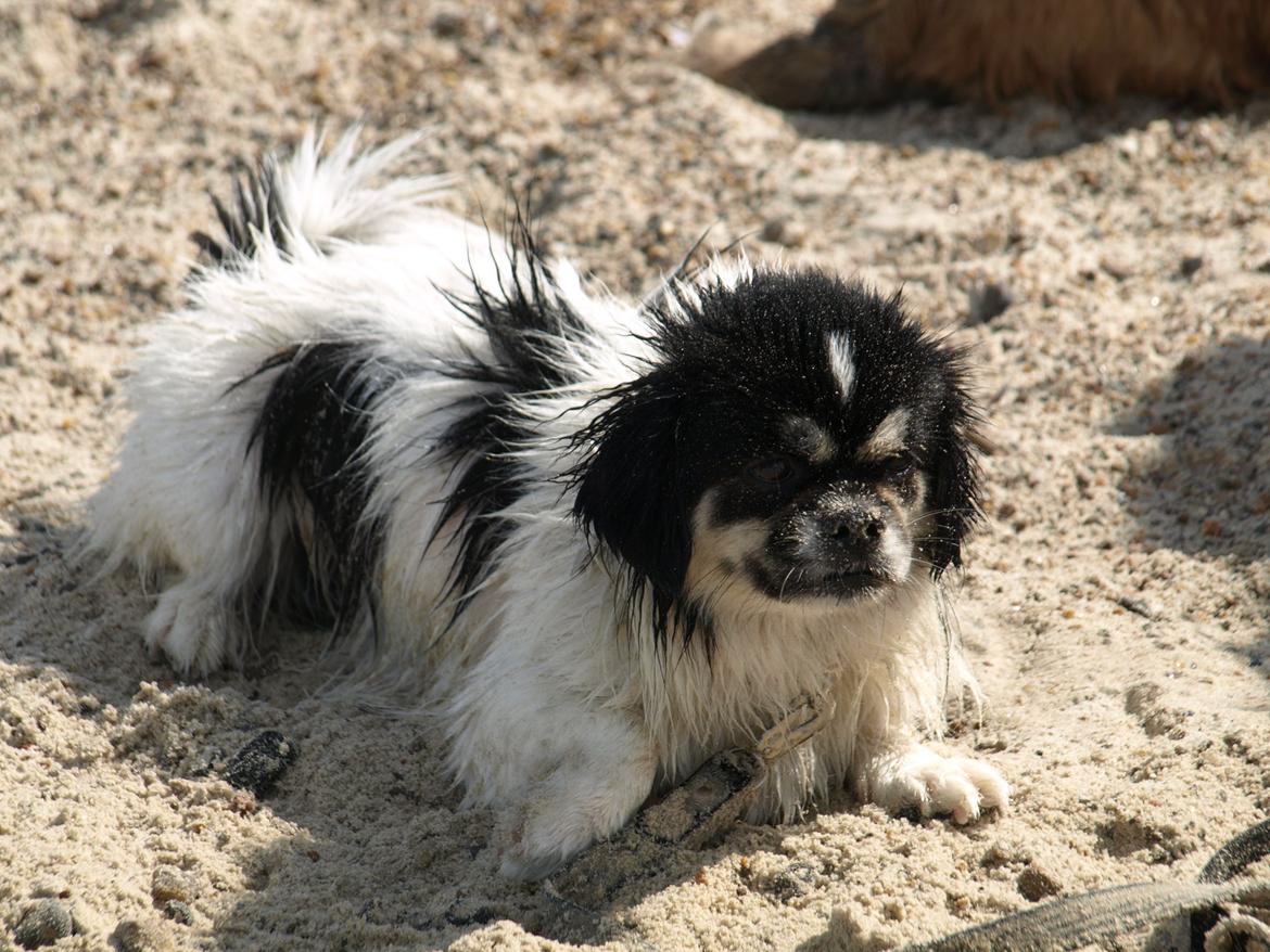 Tibetansk spaniel Kaztanje (Mic Mac Rock around the clock) billede 4