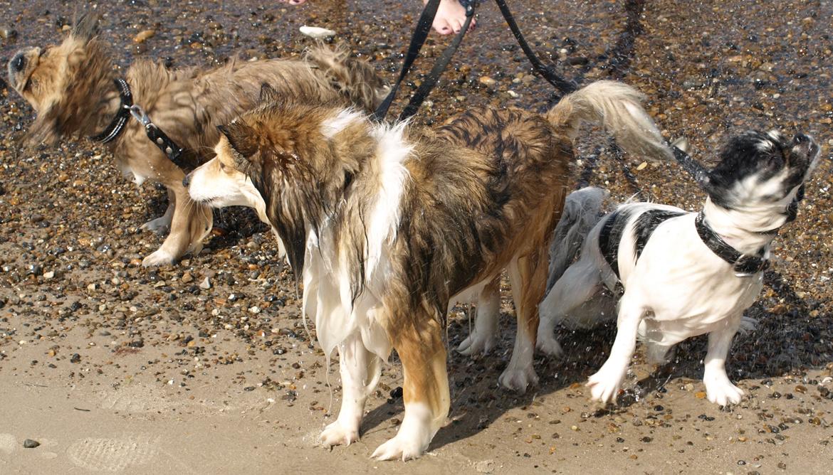Tibetansk spaniel Kaztanje (Mic Mac Rock around the clock) billede 21