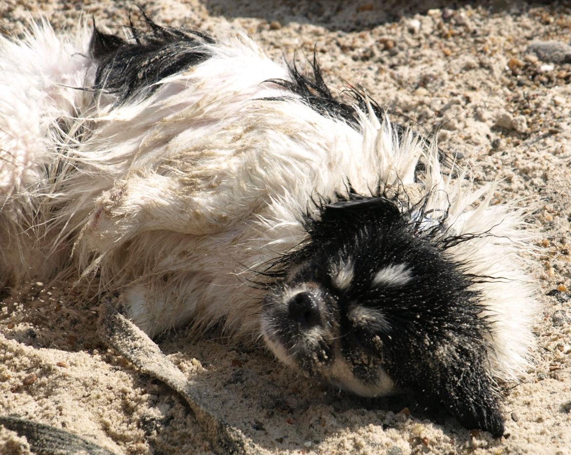 Tibetansk spaniel Kaztanje (Mic Mac Rock around the clock) billede 22