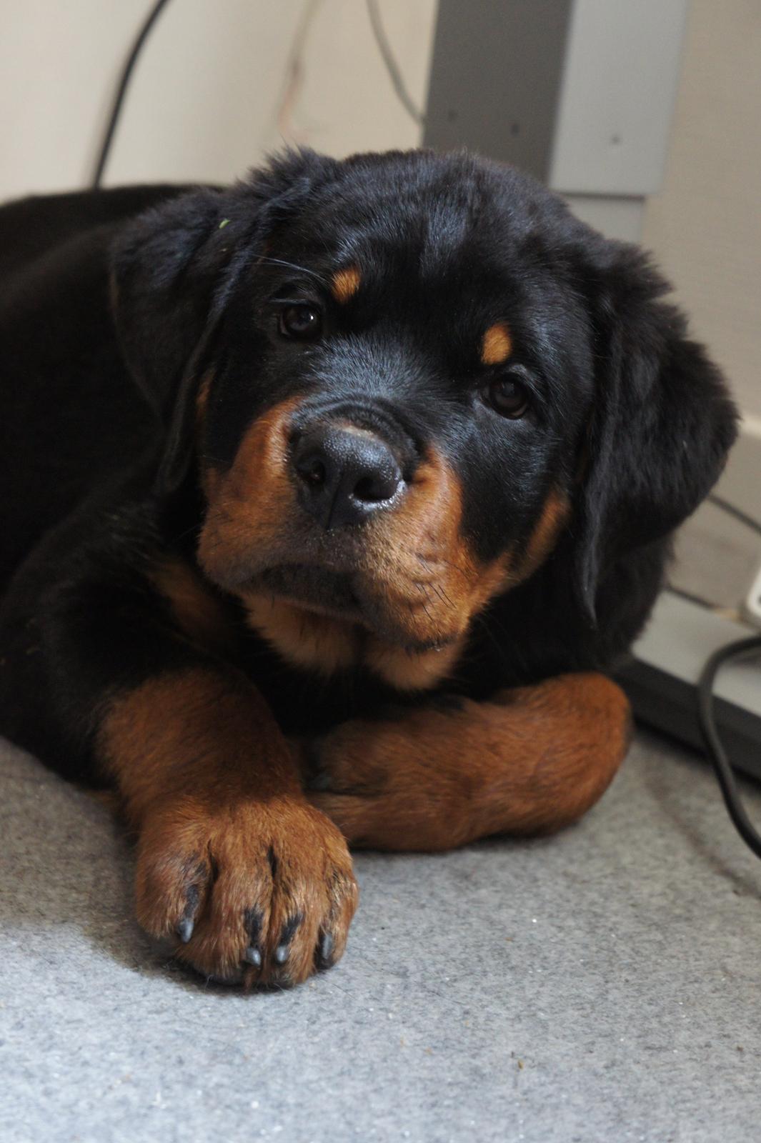 Rottweiler Janett Vom Hause Detseny billede 2