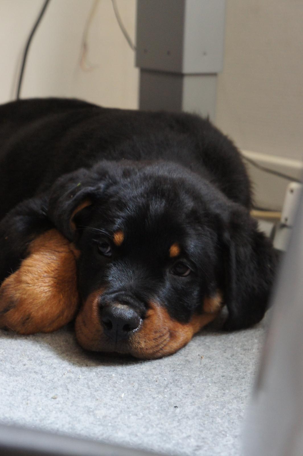 Rottweiler Janett Vom Hause Detseny billede 1