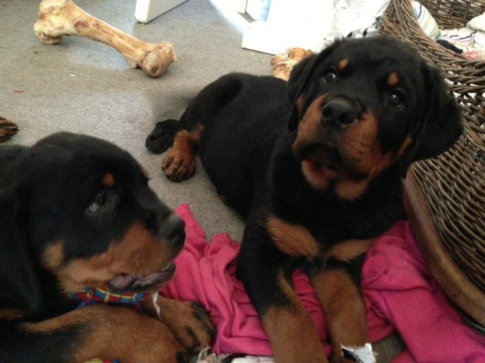 Rottweiler Janett Vom Hause Detseny billede 3