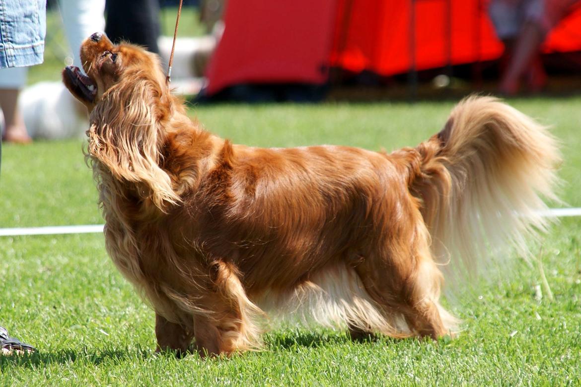 Cavalier king charles spaniel Zoe - Zoe på udstilling d. 2/6-13 billede 1