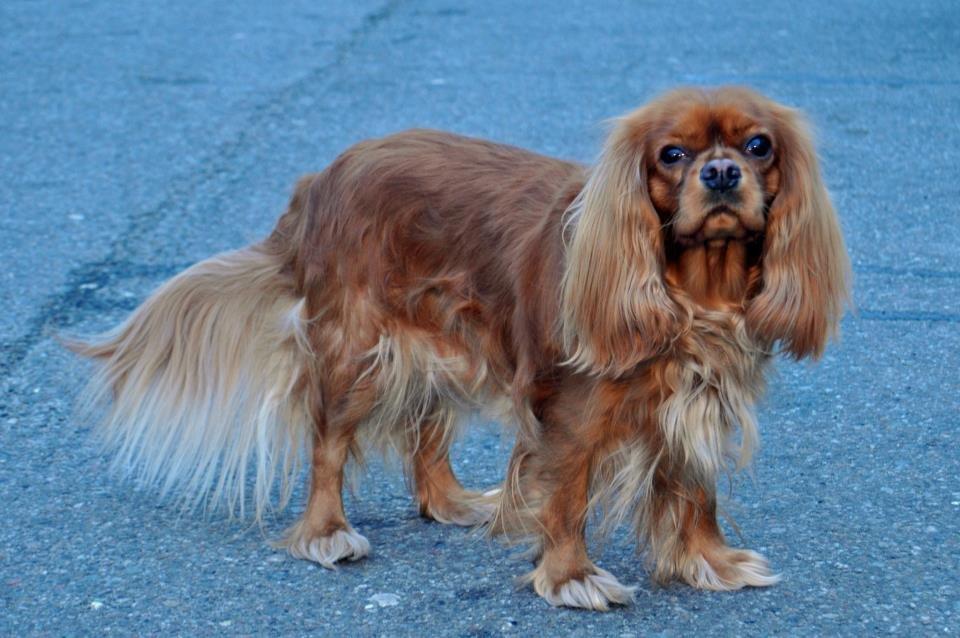 Cavalier king charles spaniel Zoe billede 17