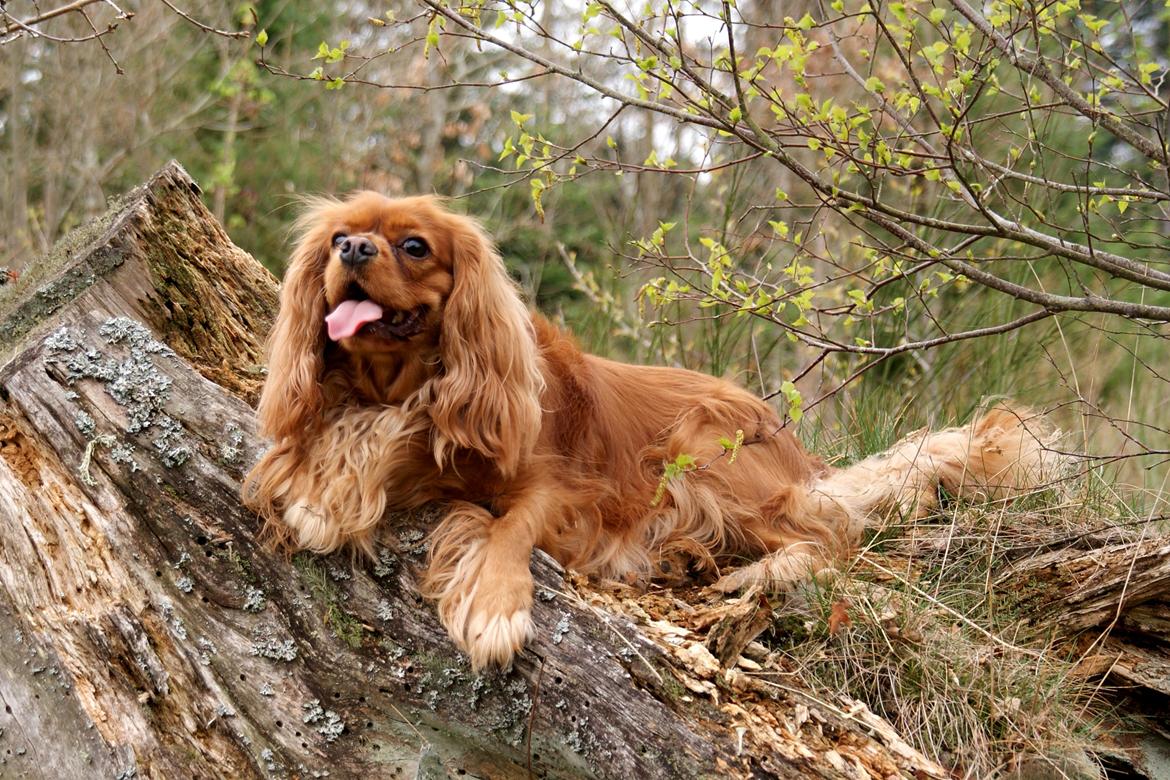 Cavalier king charles spaniel Zoe billede 18