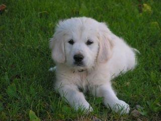 Golden retriever Alou billede 15