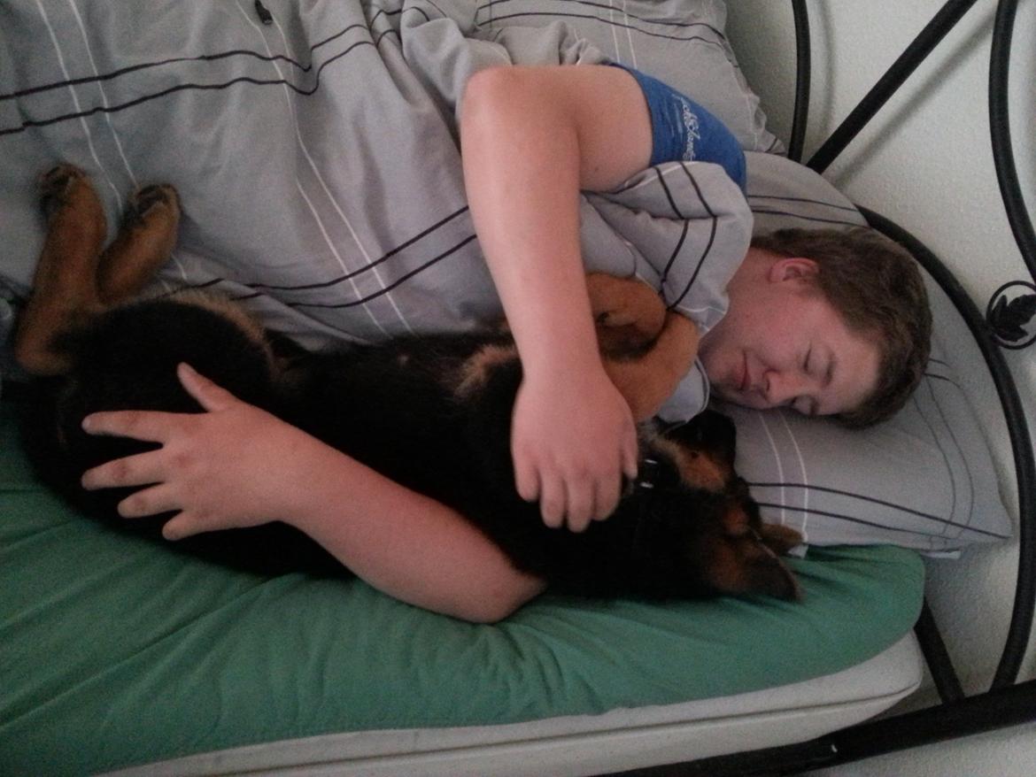 Schæferhund lucifer billede 7