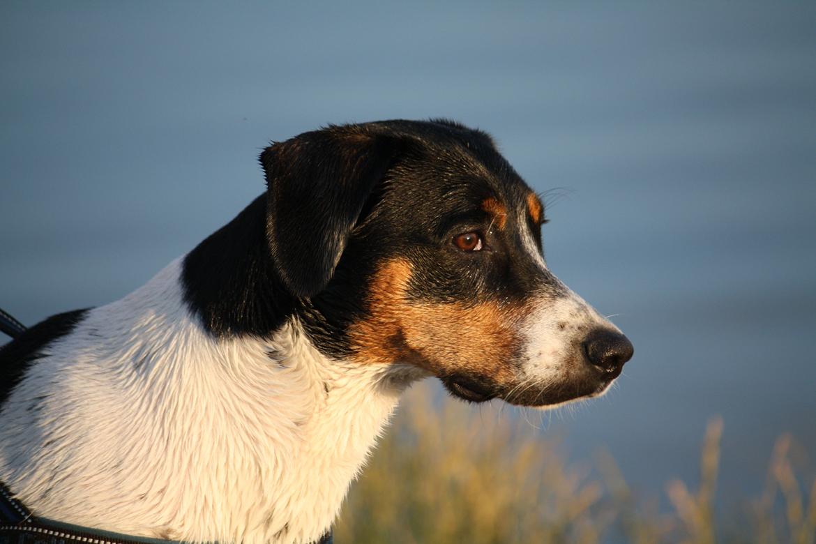 Blanding af racer Pluto - Velkommen til Pluto's profil :) billede 1