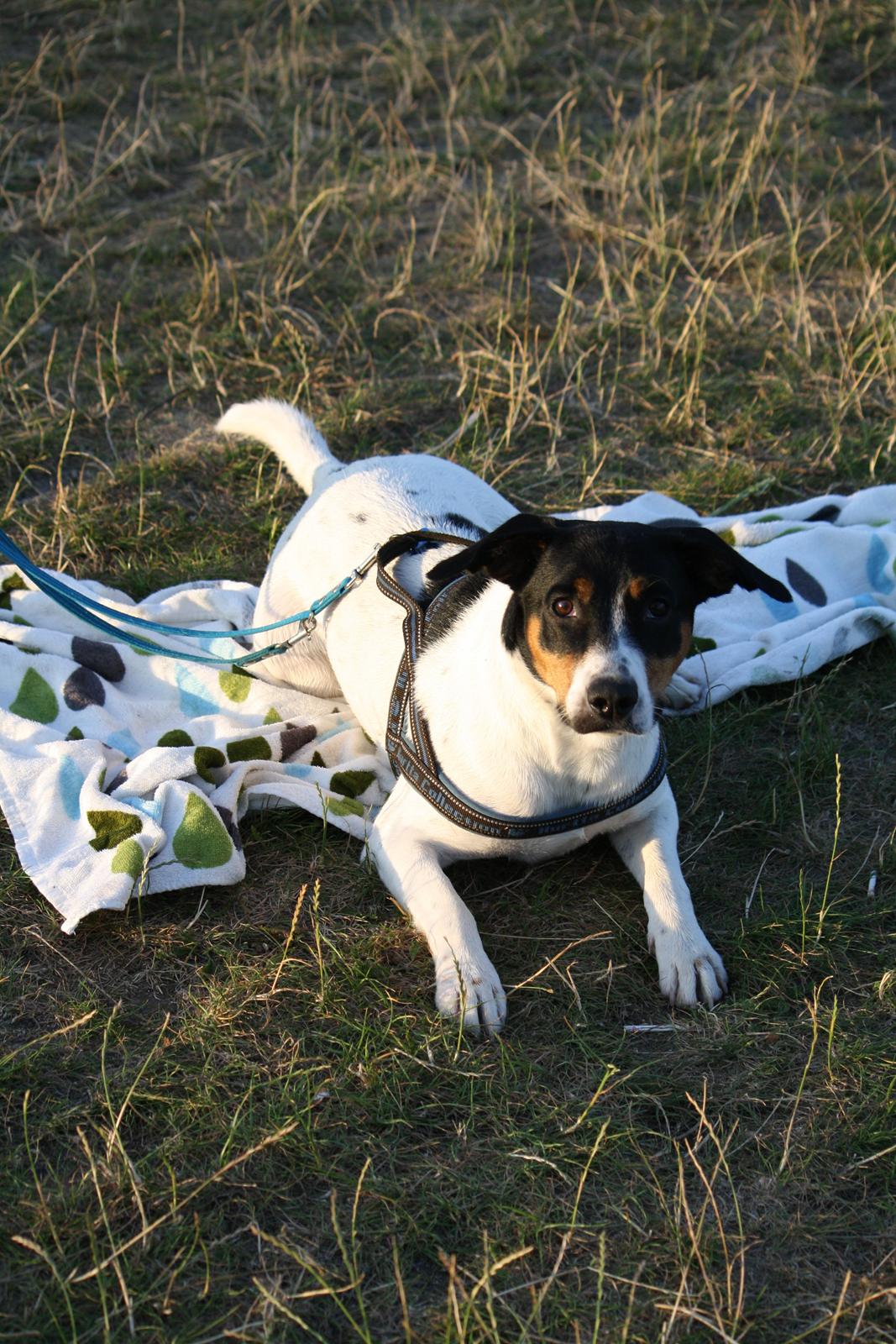 Blanding af racer Pluto - Adder badder, alt det vand ;) billede 19