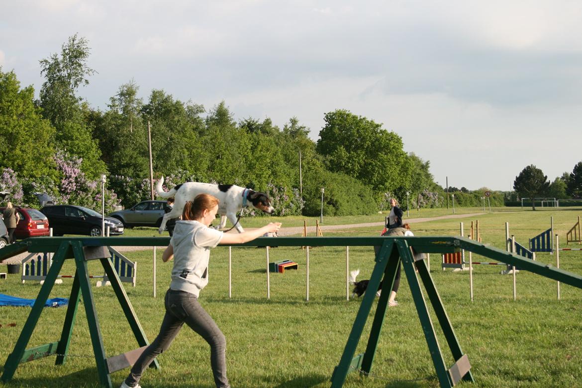 Blanding af racer Pluto - Pluto går flot over balancen :) billede 21