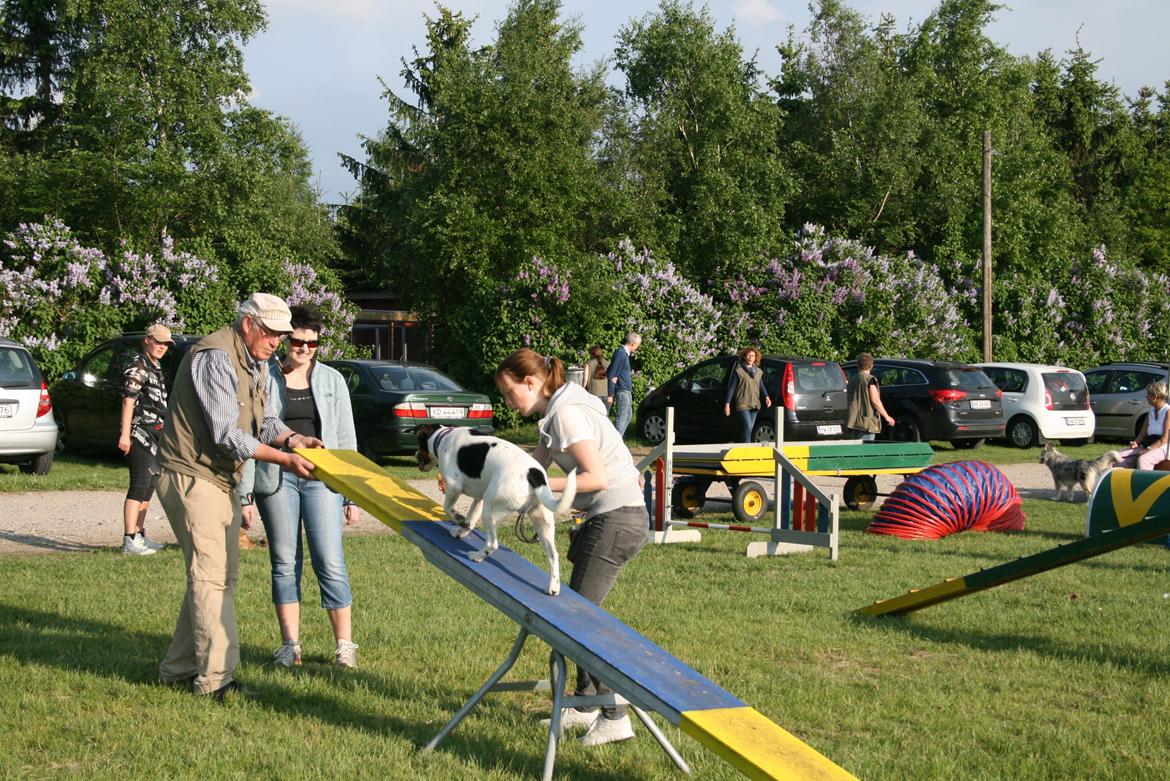 Blanding af racer Pluto - Pluto lære at gå på vippe :) billede 22