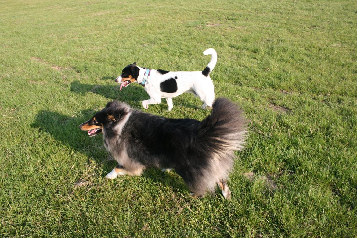 Blanding af racer Pluto - Pluto leger med hans gode ven Nikki :) billede 13