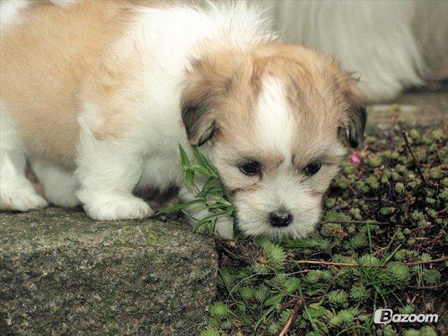 Coton de tulear Daisy billede 16