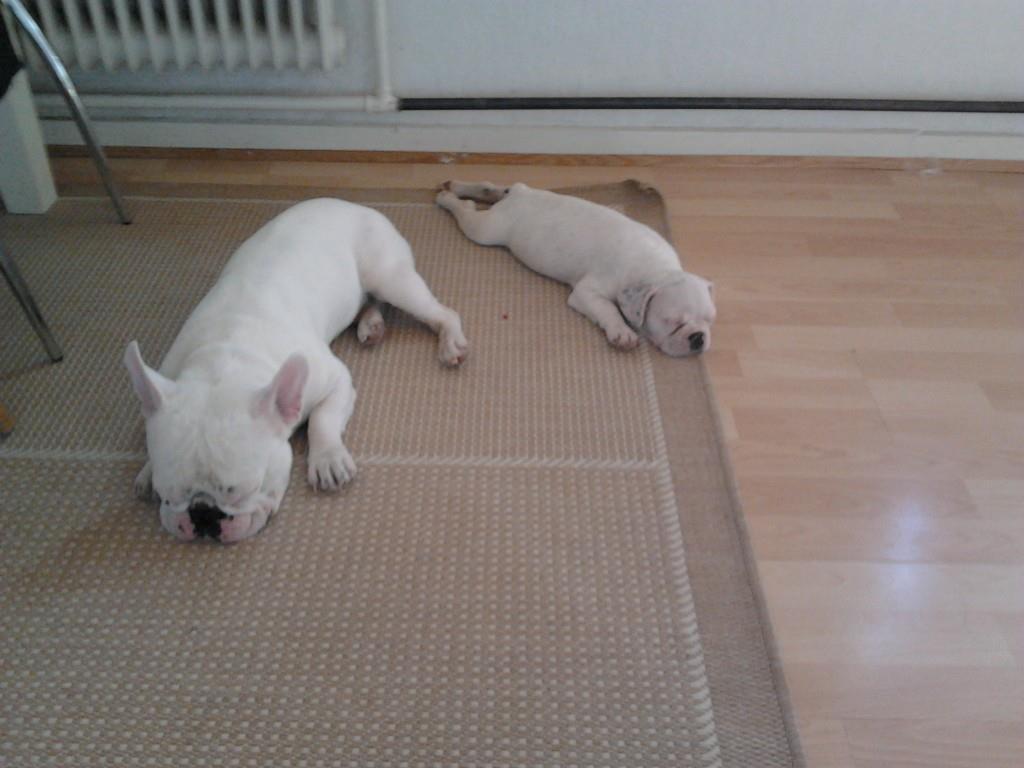 Fransk bulldog Karla - hvor er de søde når de sover :)
 billede 27
