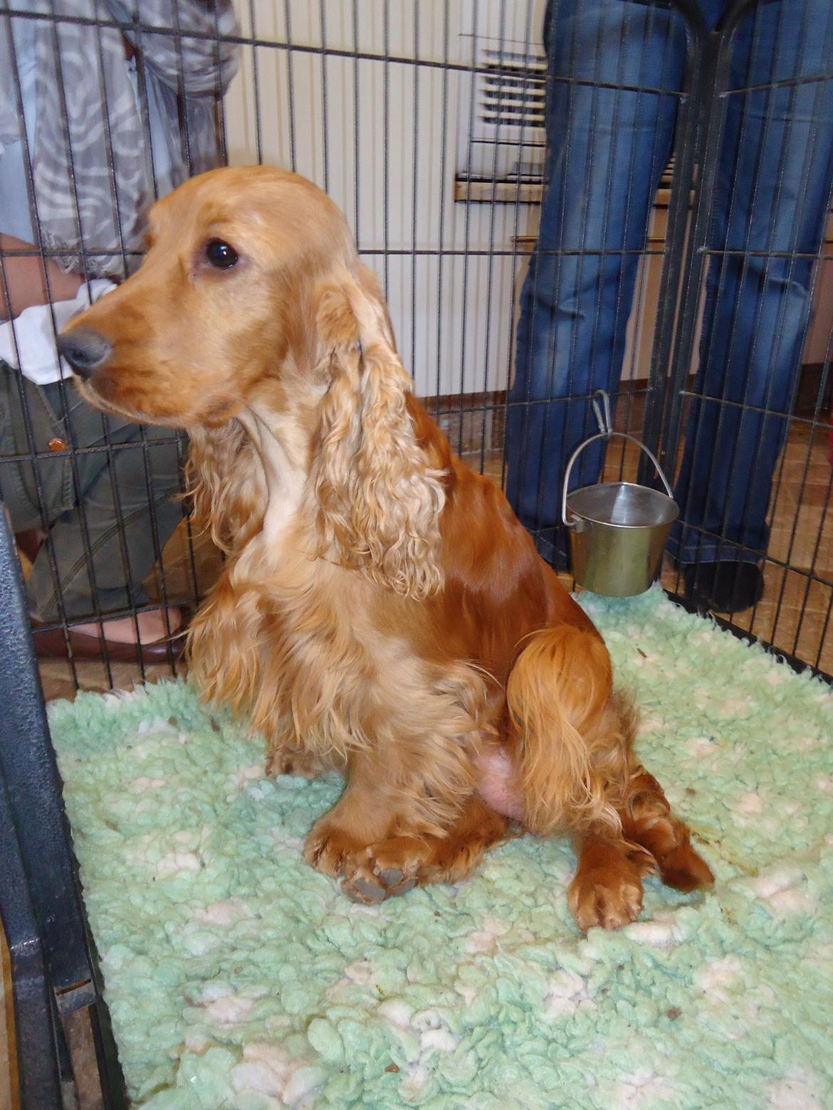 Cocker spaniel Bernard - Hans søde mor Nelly Fotograf: Min far billede 11