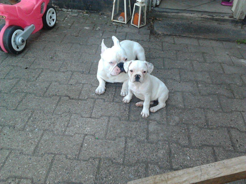 Fransk bulldog BABO billede 17