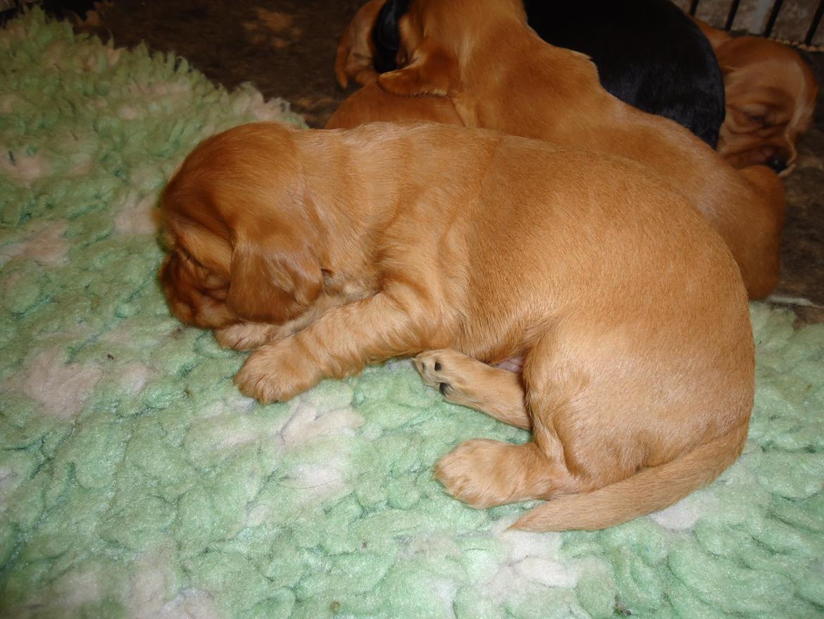Cocker spaniel Bernard - nurgh <3 2011 fotofraf: min far billede 13