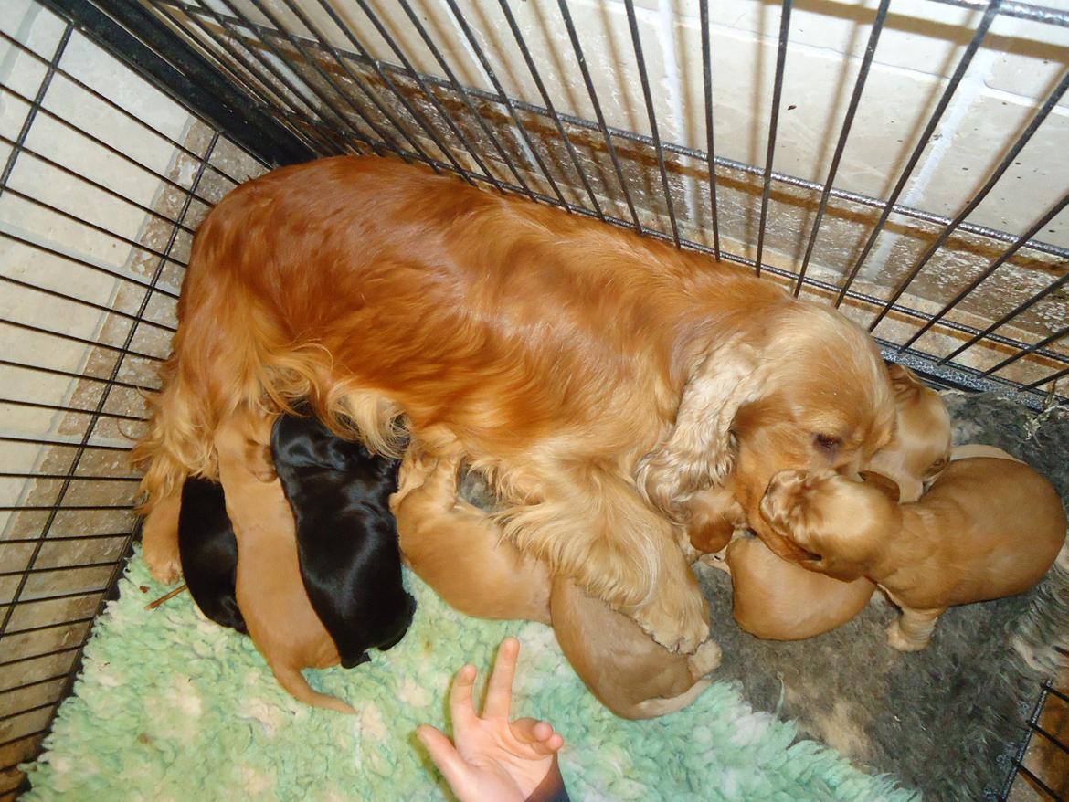 Cocker spaniel Bernard - Bernard fik da den bedste plads (oven på Nelly´s hoved) XD Fotograf: Min far billede 12