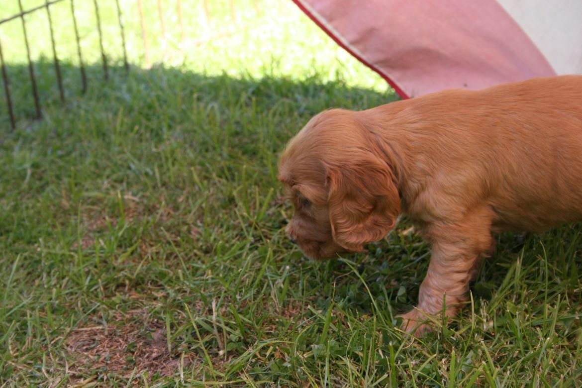 Cocker spaniel Bernard - Første gang udenfor i kennelen 2011 Fotograf: Min far billede 14