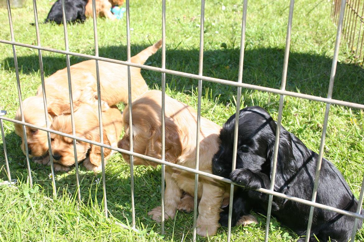 Cocker spaniel Bernard - Bernards søskende 2011
Fotograf: min far billede 15