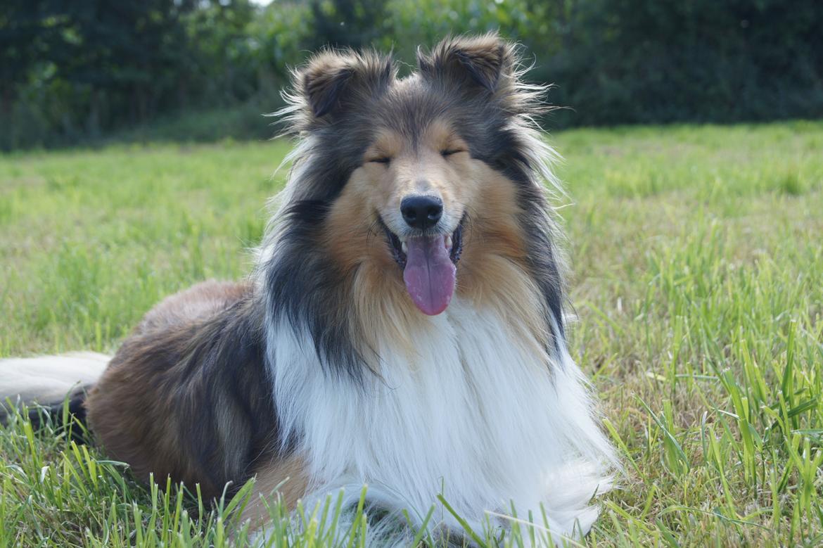 Collie langhåret Luca billede 1