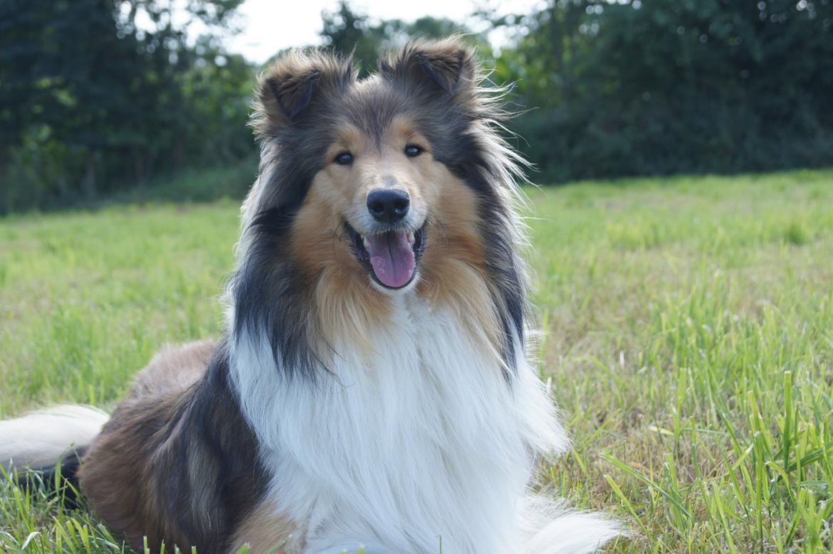 Collie langhåret Luca billede 2