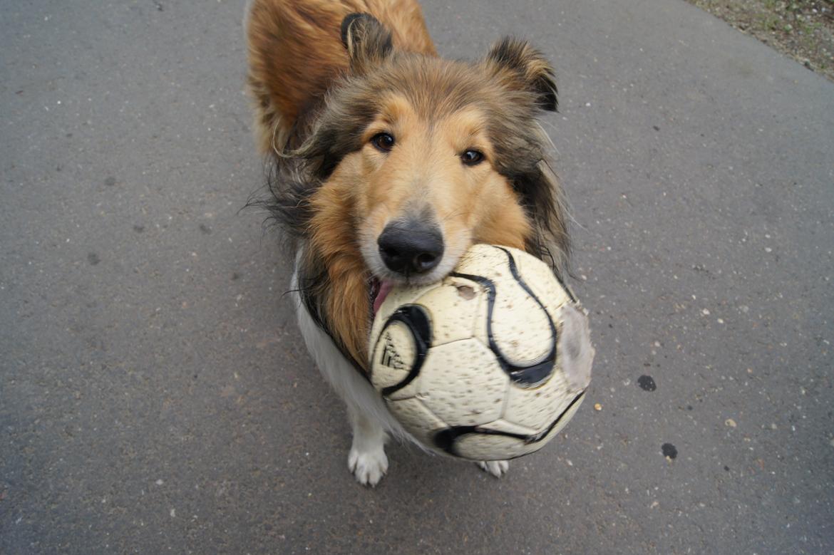 Collie langhåret Luca billede 3