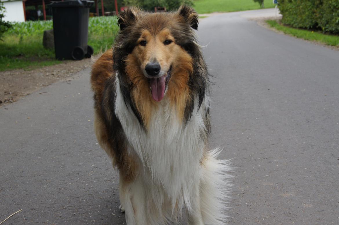 Collie langhåret Luca billede 4