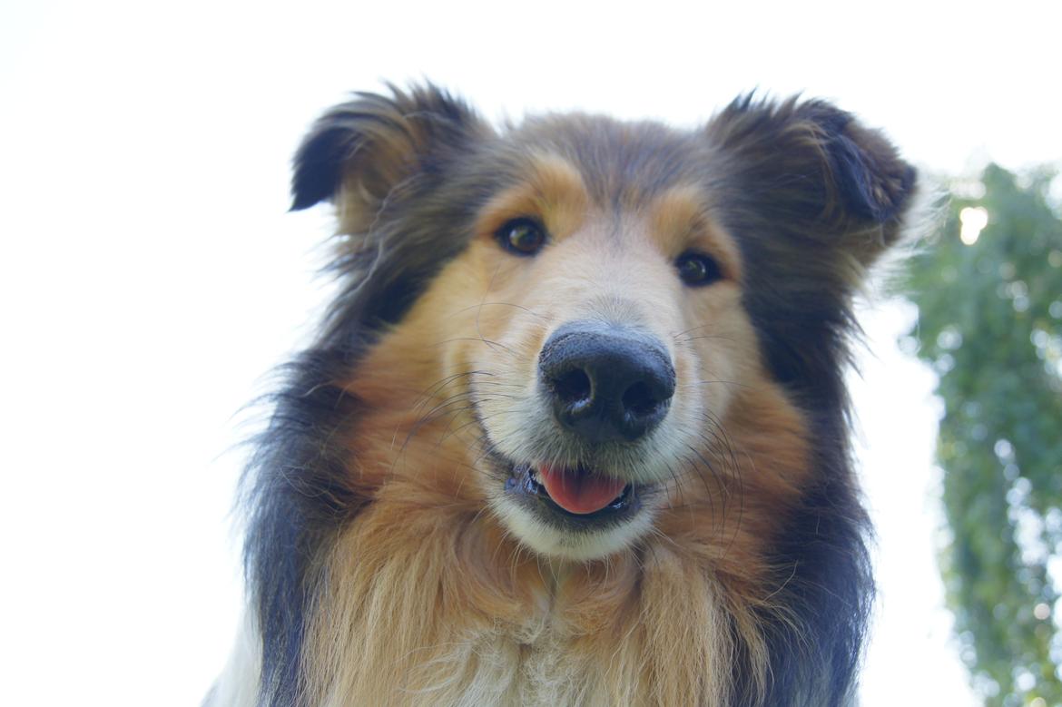 Collie langhåret Luca billede 6