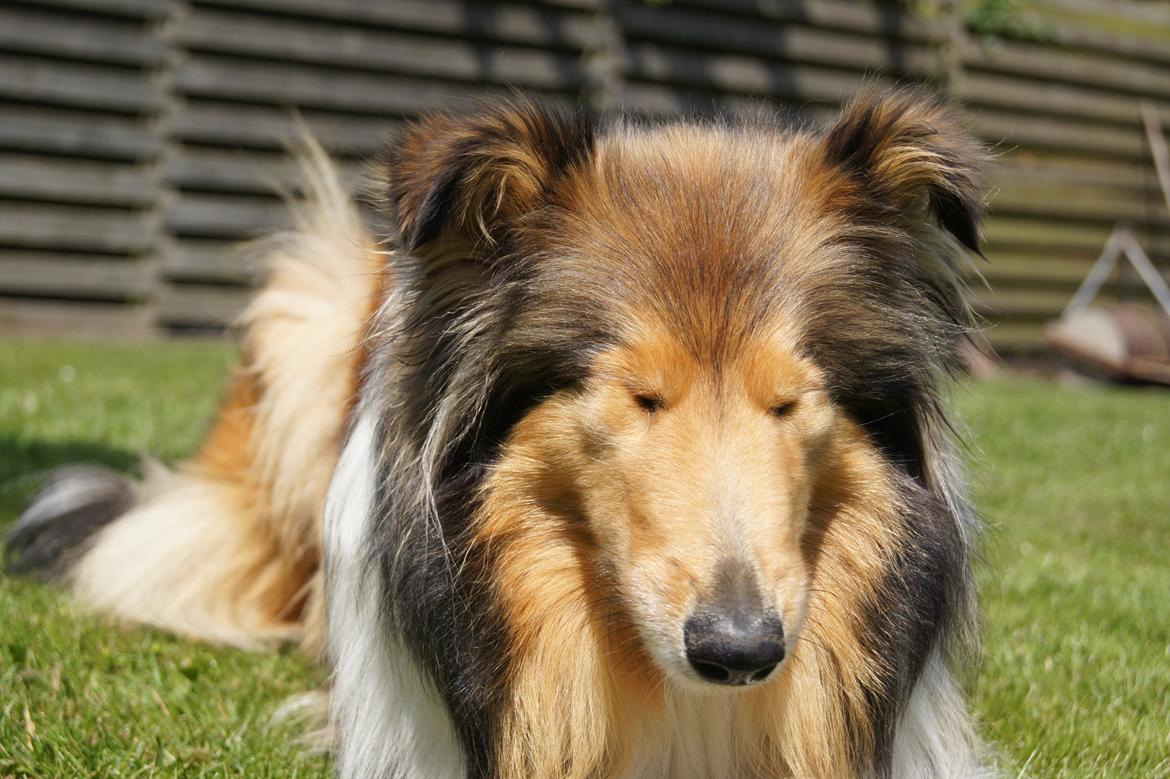 Collie langhåret Luca billede 7