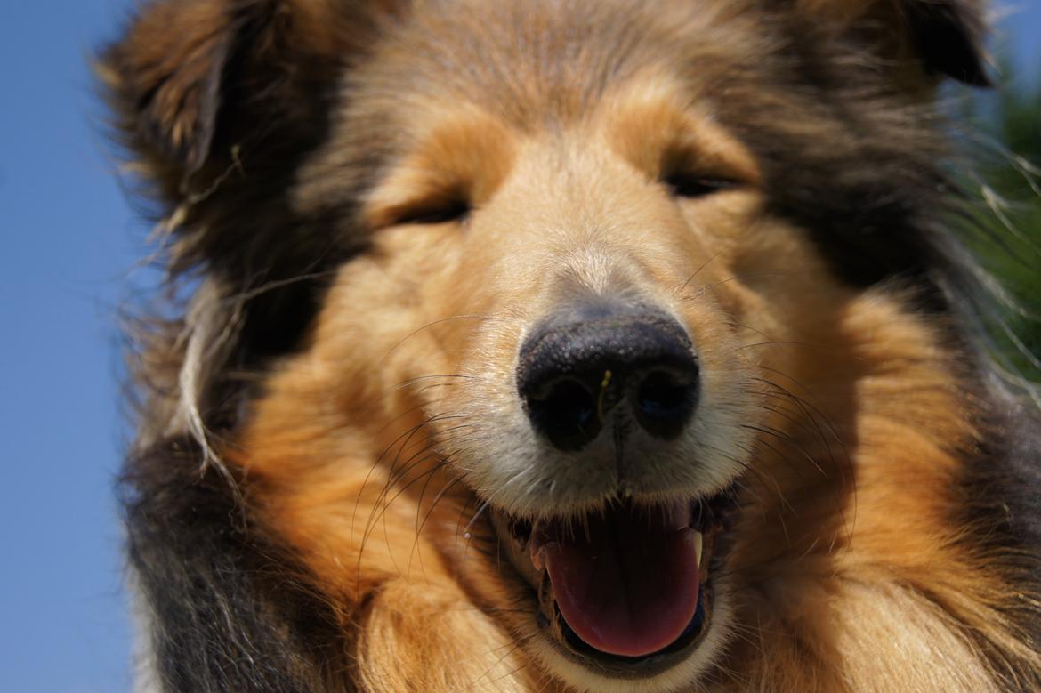 Collie langhåret Luca billede 8