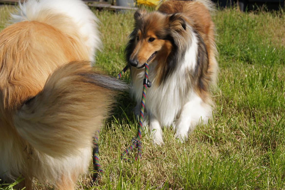 Collie langhåret Luca billede 9