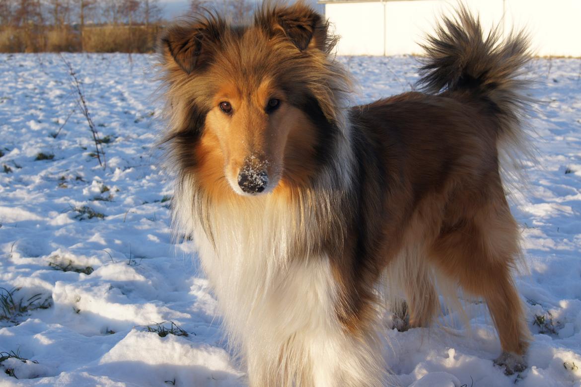 Collie langhåret Luca billede 10