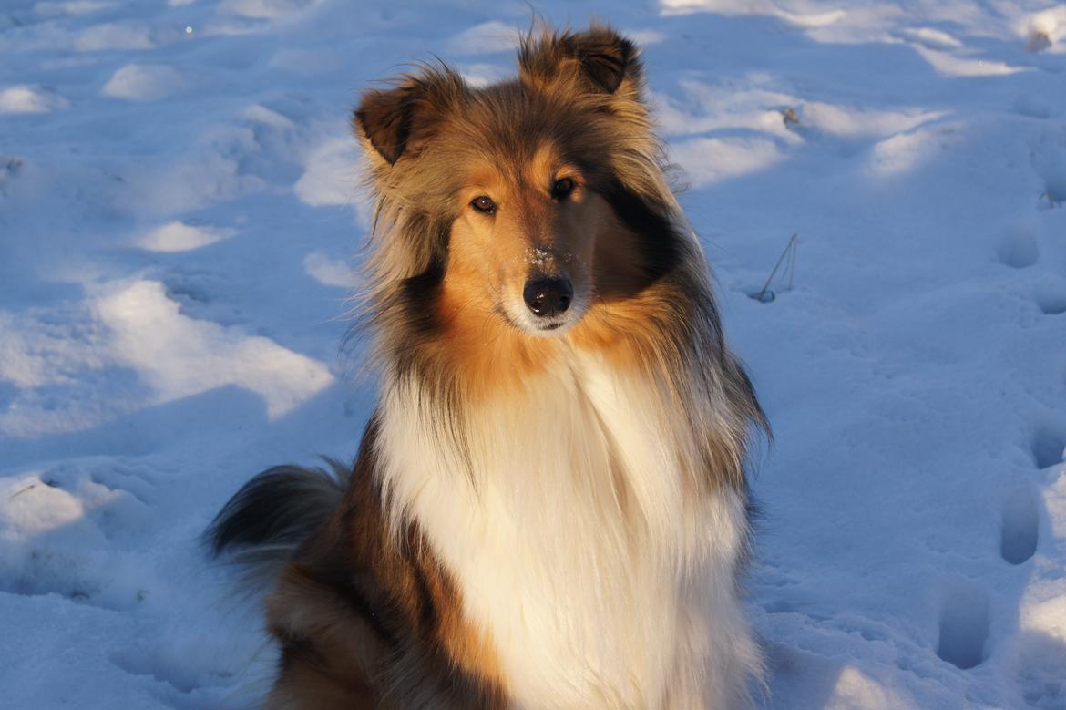 Collie langhåret Luca billede 11