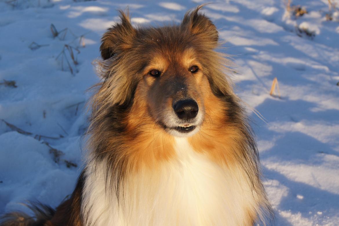 Collie langhåret Luca billede 12