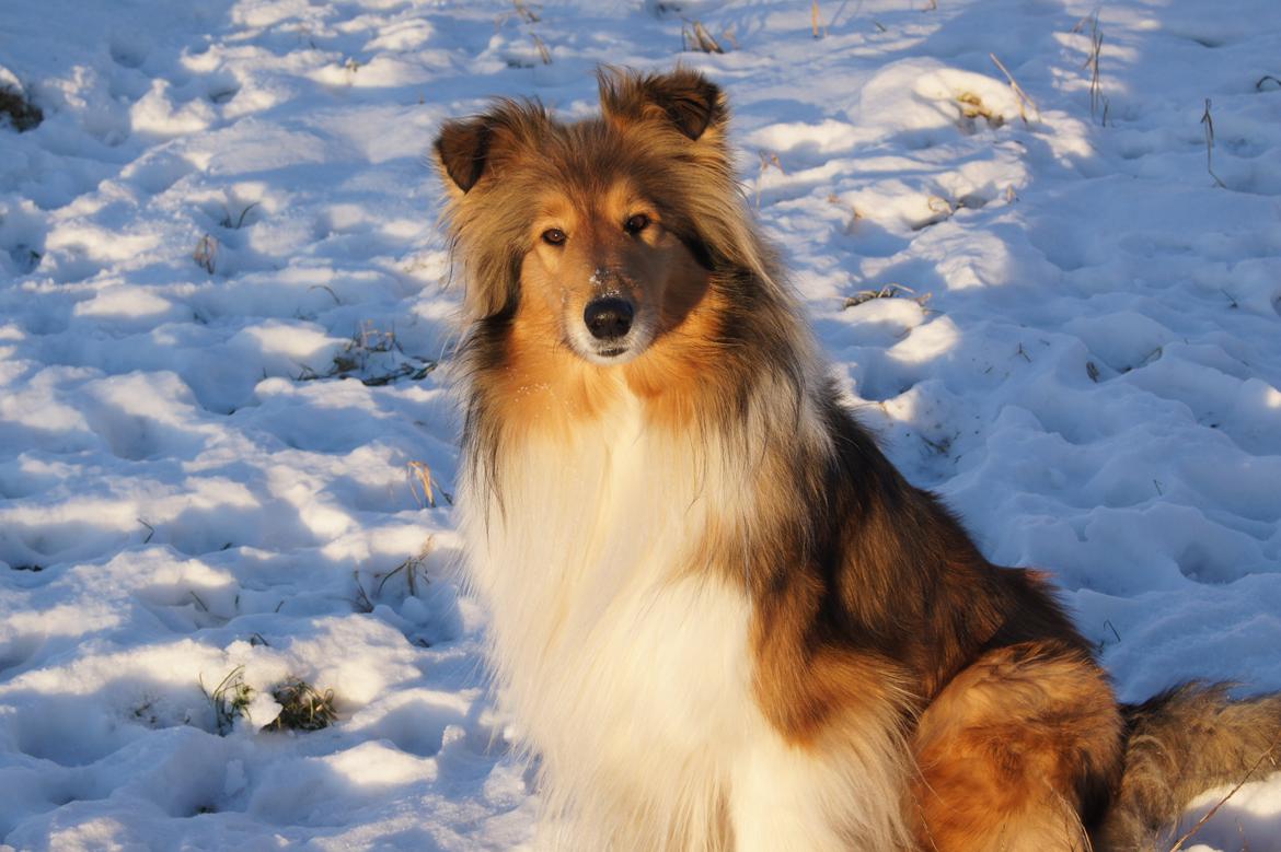 Collie langhåret Luca billede 13