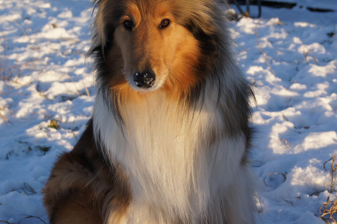 Collie langhåret Luca billede 14