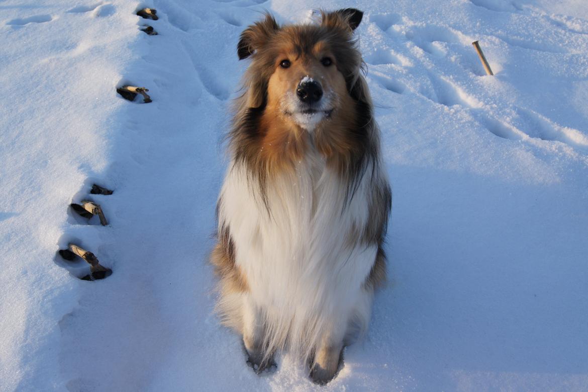 Collie langhåret Luca billede 15