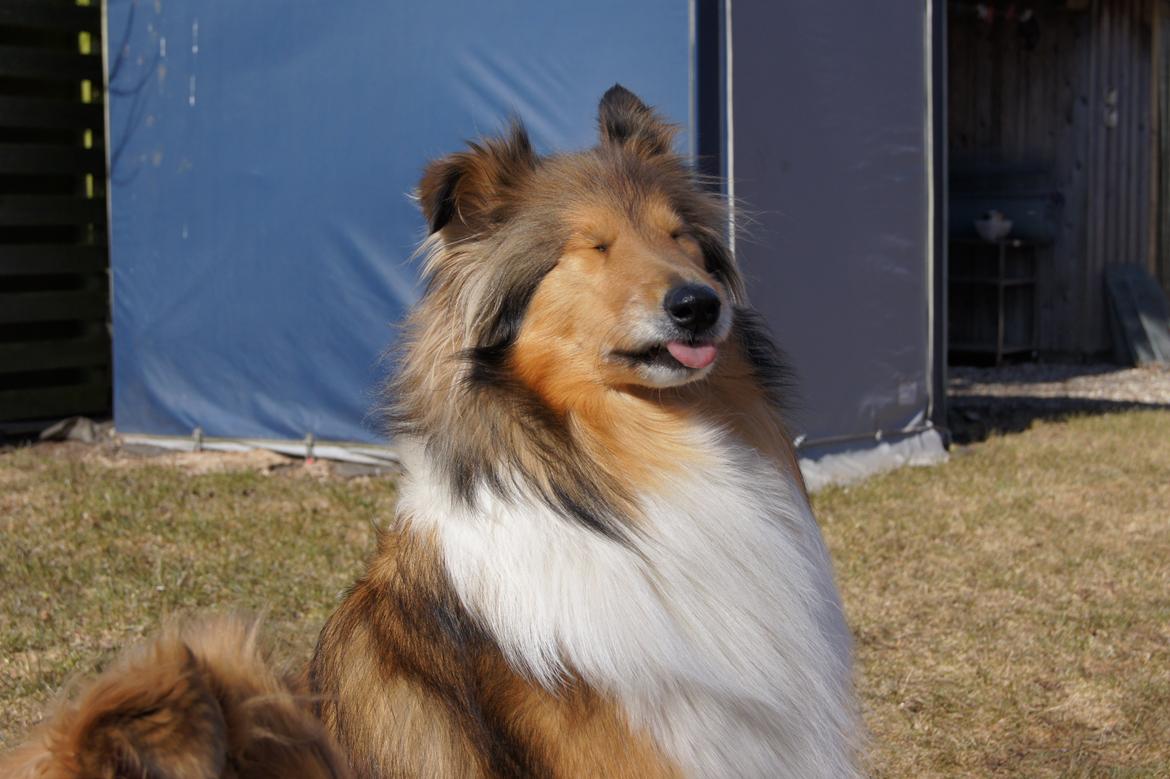 Collie langhåret Luca billede 16