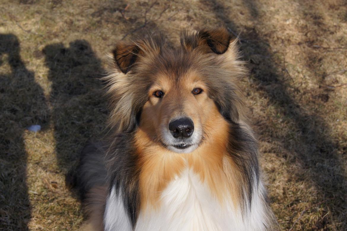 Collie langhåret Luca billede 17