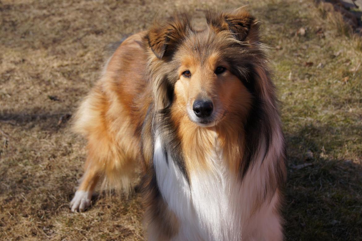 Collie langhåret Luca billede 18