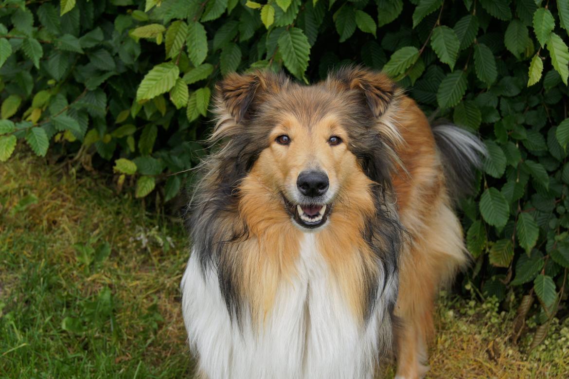 Collie langhåret Luca billede 19