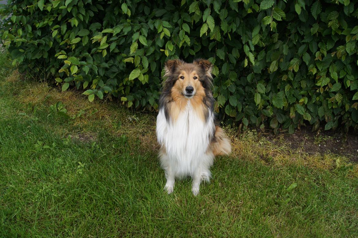 Collie langhåret Luca billede 20